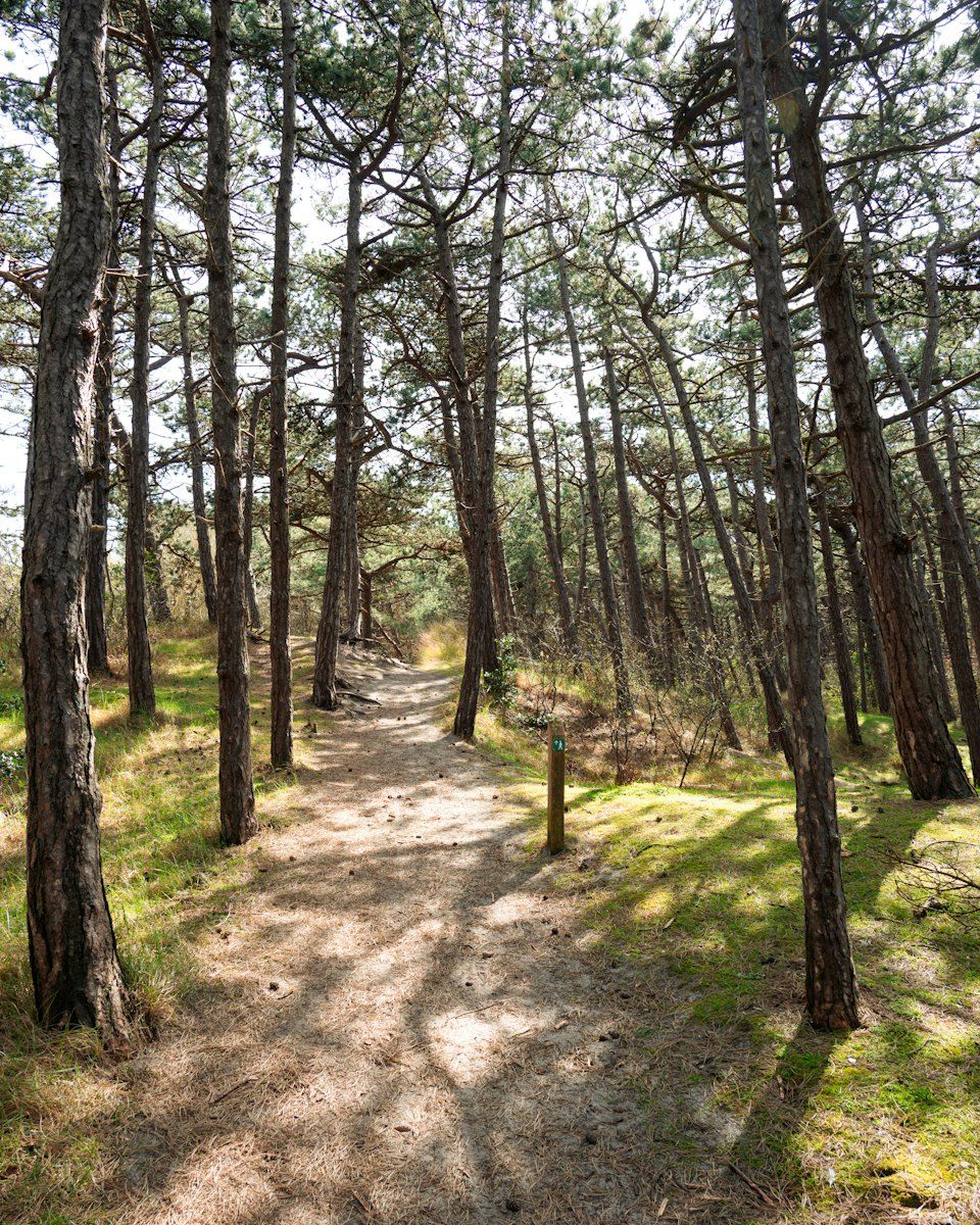 Sandy trail through open pines
